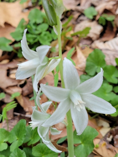 Stella del latte che annuisce — foto 2 di 8
