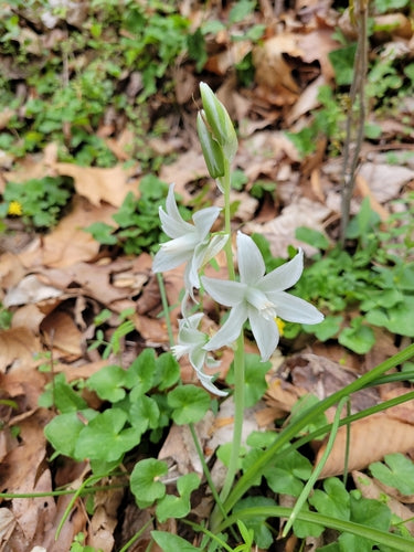 Stella del latte che annuisce — foto 1 di 8