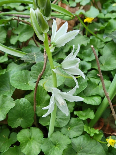 Stella del latte che annuisce — foto 3 di 8