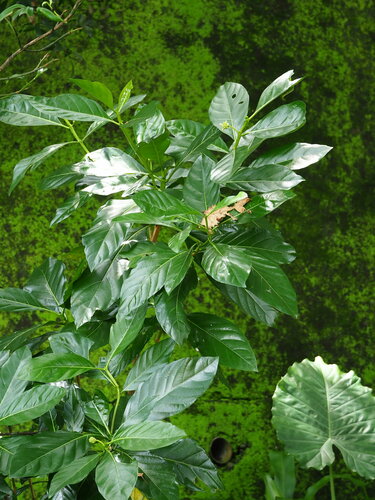 Noni — foto 5 di 12