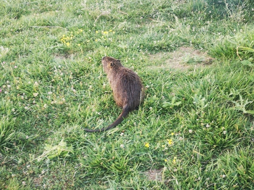 Nutria (ratto castoro) — Bild 5