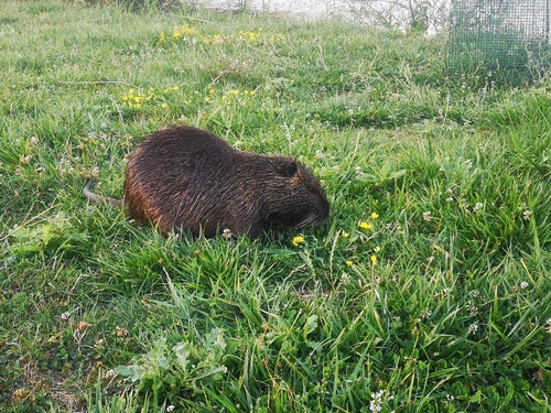 Nutria (ratto castoro) — Bild 4