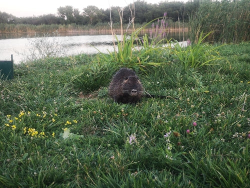 Nutria (ratto castoro) — Bild 3