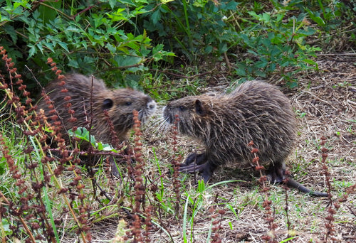 Nutria (ratto castoro) — Bild 1