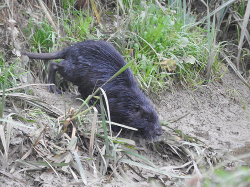 Nutria (ratto castoro) — Bild 2