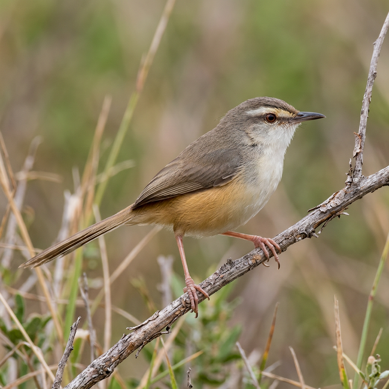 Ockerflanken-Prinie (Prinia subflava), illustrazione IA
