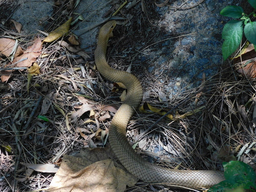Serpente marrone orientale — Bild 5