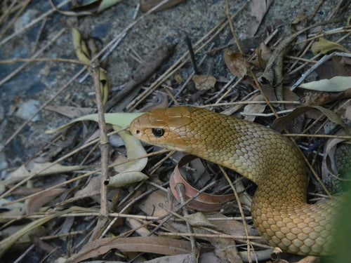 Serpente marrone orientale — Bild 2