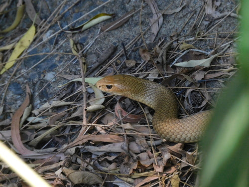 Serpente marrone orientale — Bild 4