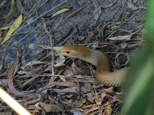 Serpente marrone orientale — Bild 3