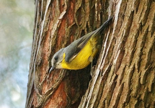 Pigliamosche dal petto giallo orientale — foto 4 di 8