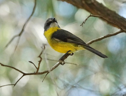 Pigliamosche dal petto giallo orientale — foto 3 di 8