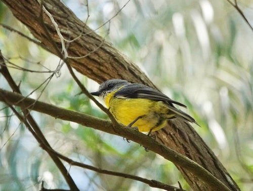 Pigliamosche dal petto giallo orientale — foto 2 di 8