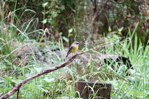 Pigliamosche dal petto giallo orientale — foto 5 di 8