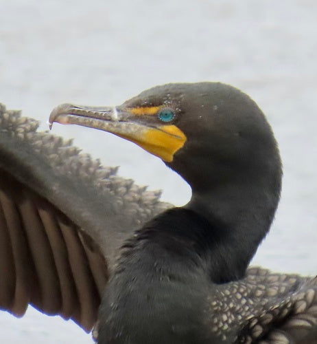 Shag dalle orecchie — Bild 5