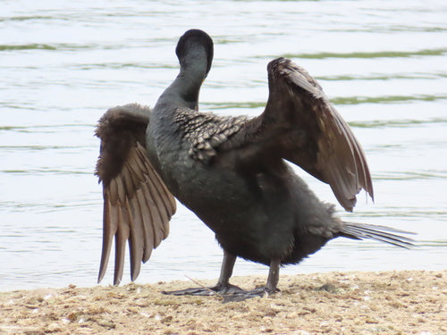 Shag dalle orecchie — Bild 4