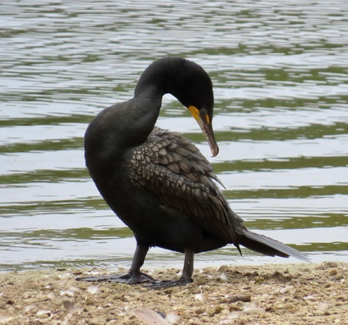Shag dalle orecchie — Bild 3
