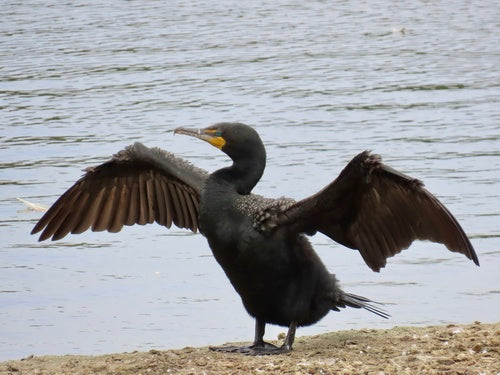 Shag dalle orecchie — Bild 2