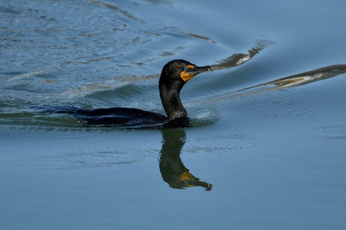 Shag dalle orecchie — Bild 1