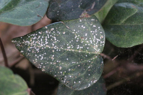 Cocciniglia dell'oleandro — Bild 4