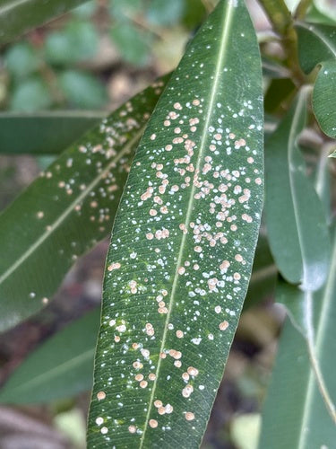 Cocciniglia dell'oleandro — Bild 3