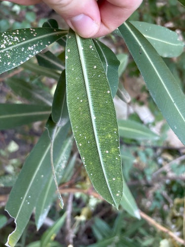 Cocciniglia dell'oleandro — Bild 2