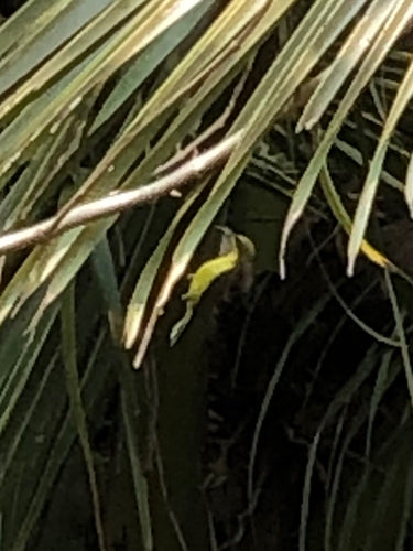 Uccello del sole d'oliva — foto 3 di 8