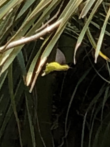 Uccello del sole d'oliva — foto 2 di 8