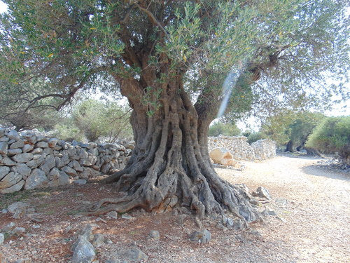 Olivo — Bild 4