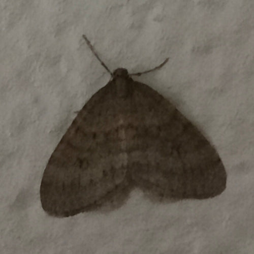Operophtera Brumata — Bild 2