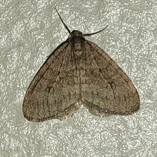 Operophtera Brumata — Bild 3