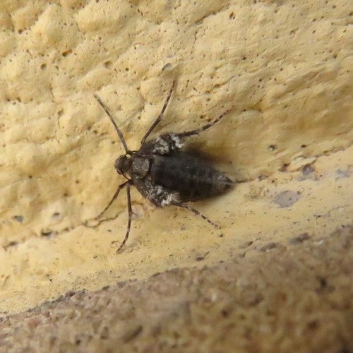 Operophtera Brumata — Bild 5