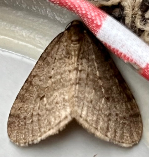 Operophtera Brumata — Bild 4