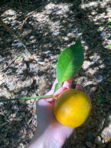 Arancio — Bild 4