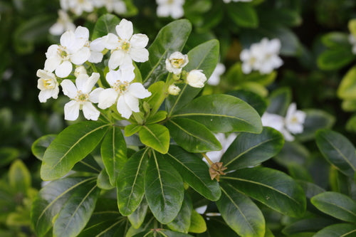 Fiore d'arancio — Bild 5