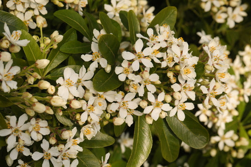 Fiore d'arancio — Bild 3