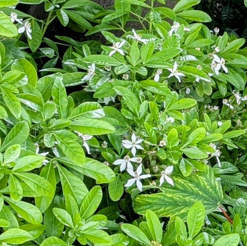 Fiore d'arancio — Bild 1