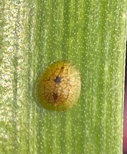 Cocciniglia arancione — Bild 5