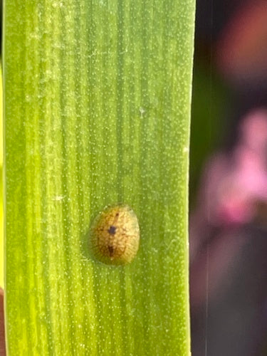 Cocciniglia arancione — Bild 4