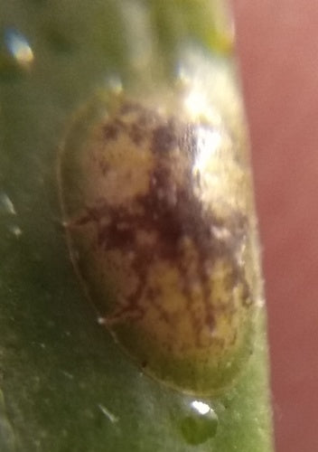 Cocciniglia arancione — Bild 4