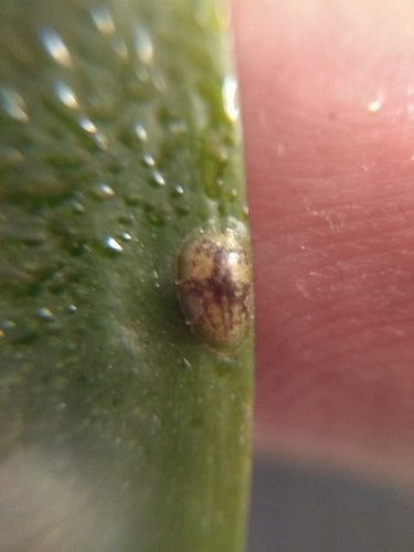 Cocciniglia arancione — Bild 5
