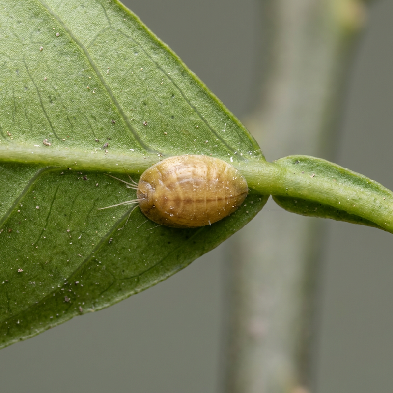 Cocciniglia arancione