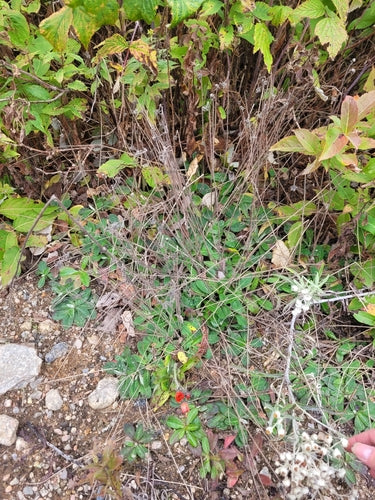 Pilosella rosso-arancio — foto 4 di 11