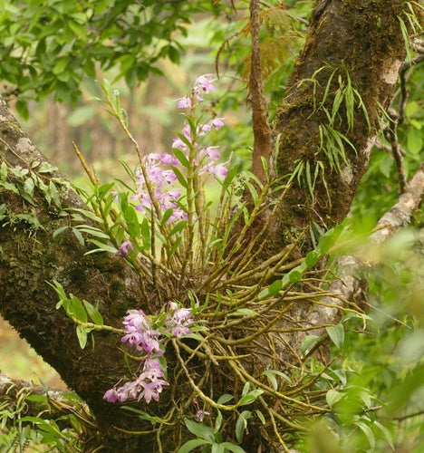 Orchidee — Bild 3