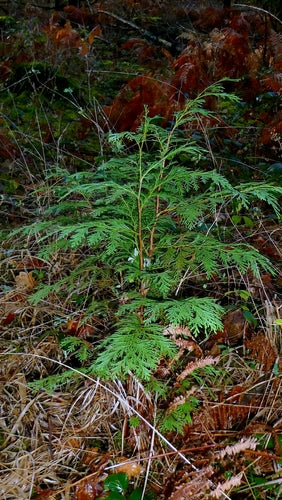 Cipresso dell'Oregon — Bild 3