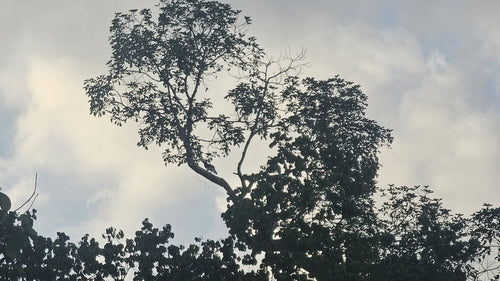 Bucero orientale — Bild 1