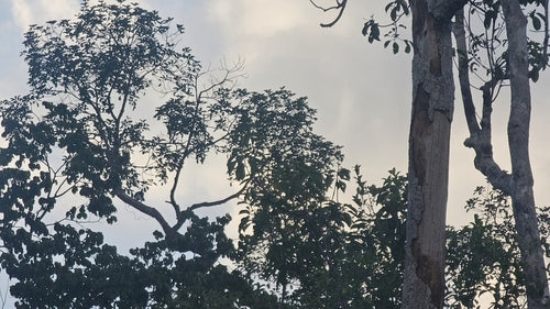 Bucero orientale — foto 1 di 8