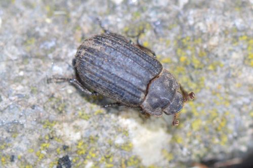 Otiorhynchus Scaber — Bild 4