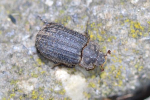 Otiorhynchus Scaber — foto 4 di 8