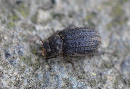 Otiorhynchus Scaber — foto 2 di 8